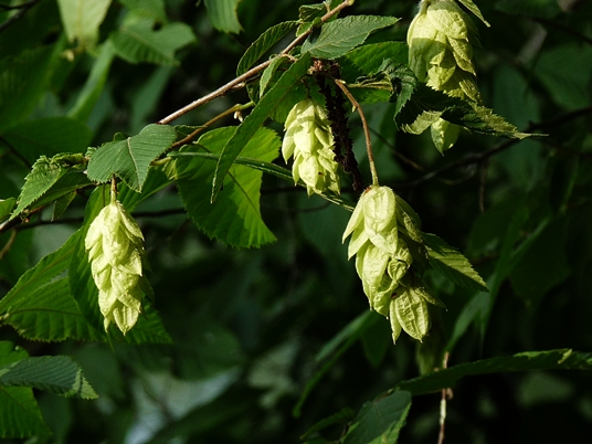 {Ostrya virginiana}